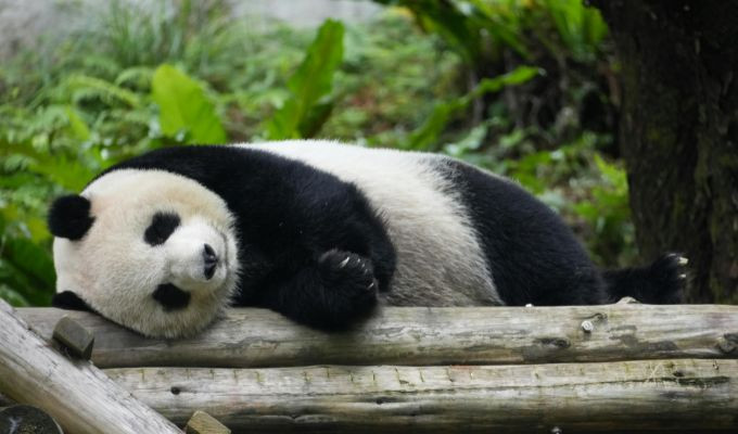 Los pandas gigantes salen de la lista de especies en peligro