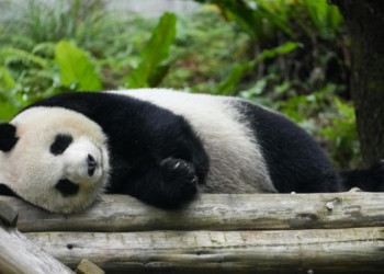 Los pandas gigantes salen de la lista de especies en peligro