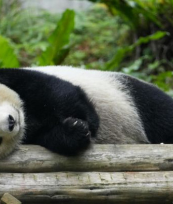Los pandas gigantes salen de la lista de especies en peligro