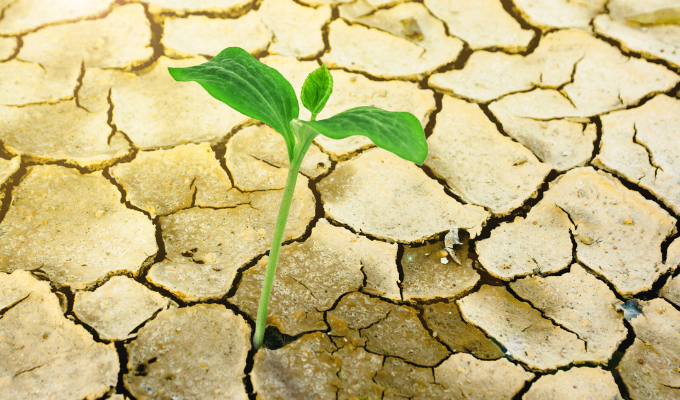 La sequía golpea al agro y el secreto para resistir está bajo el suelo