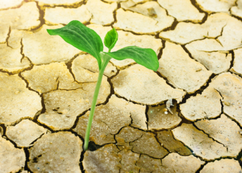 La sequía golpea al agro y el secreto para resistir está bajo el suelo