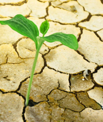 La sequía golpea al agro y el secreto para resistir está bajo el suelo