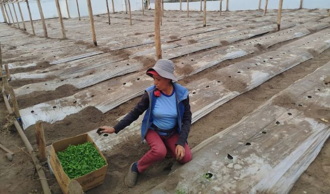Gobierno de Daniel Noboa lleva 168,6 millones a pequeños productores
