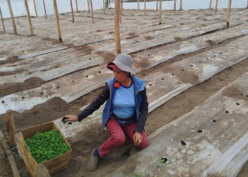 Gobierno de Daniel Noboa lleva 168,6 millones a pequeños productores