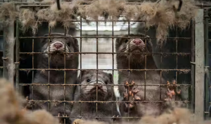 Acción nocturna: Miles de visones liberados en granja de Wisconsin 🐾