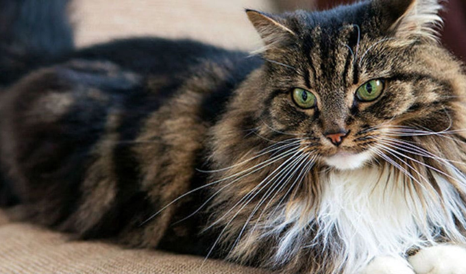¿Gatitos en casa ¡Mira por qué es una excelente idea!