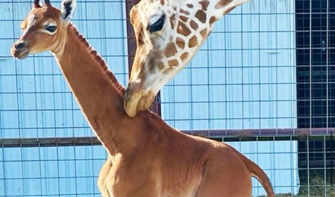 ¡Increíble, vecino! Jirafa sin manchas nace en EE.UU 🦒