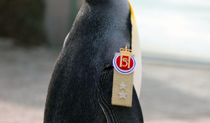 ¡Pingüino Mayor General! Ascenso insólito en las Fuerzas de Noruega 🐧