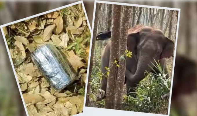 🐘🚔 ¡Increíble! Elefante detecta droga y avisa a la policía en China.