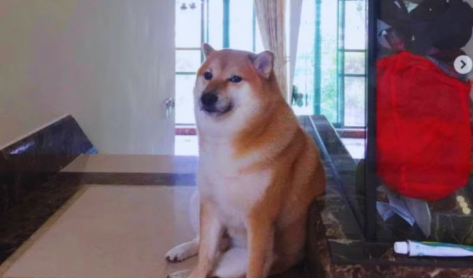 Perrito 'Cheems' de los memes lucha contra grave enfermedad