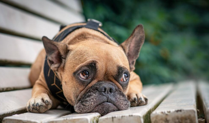 ¿Dejas a tu perro solo en casa ¡Descubre lo que siente!