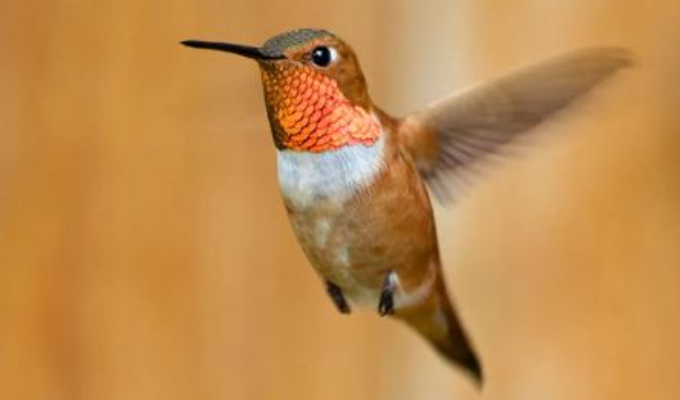 ¡Alerta! El colibrí rufo, a punto de desaparecer: ¿qué puedes hacer?