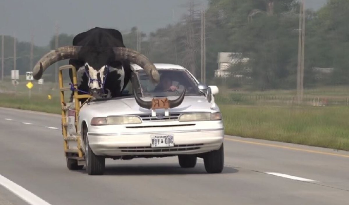 ¡Viral! Hombre detenido por pasear a toro de 500kg en su auto 🐂🚗