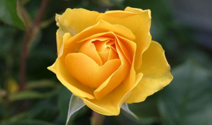 ¡La Verdad Detrás de Regalar Flores Amarillas Este 21 de Septiembre!