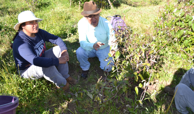 🍓 Productores de mora y fresa revolucionan con ayuda del Gobierno