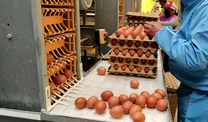 🍳 Tungurahua dice: ¡Más huevo para una vida más saludable!