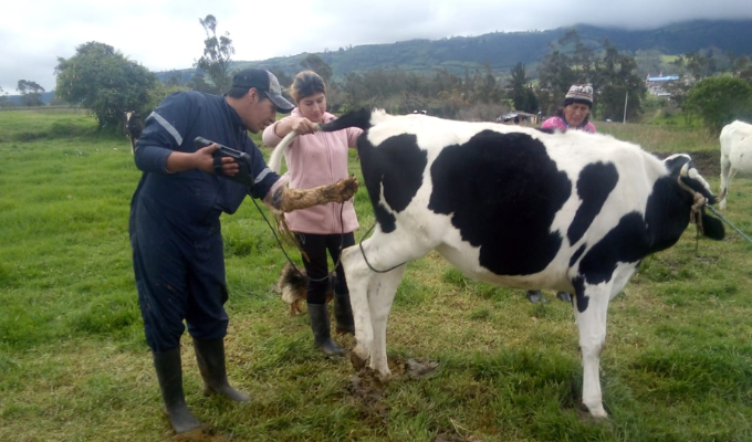 Tungurahua Apunta Alto: ¡Ganado de Calidad Superior en Marcha!