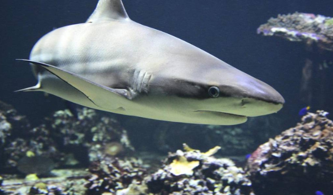 ¿Viajero del tiempo? Tiburón de 500 años sorprende en el Caribe