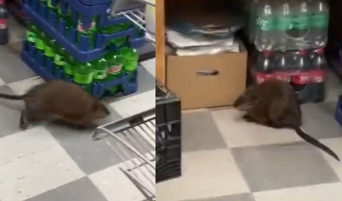 ¡Imparable plaga en NY! Gigantesca rata sorprende en supermercado