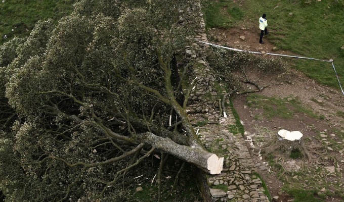 ¡Inaudito! El Árbol de Robin Hood, ¡Destruido!