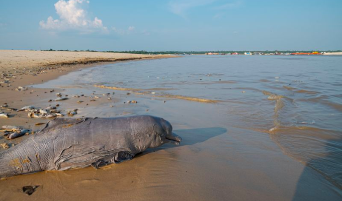 Calor Mortal: 100+ Delfines Perecen en un Amazonas Desértico