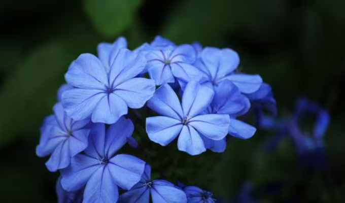 ¡Descubre el porqué de las flores azules en el Día del Novio!