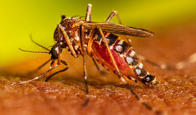 OMS aprueba nueva arma contra el dengue: ¡La esperanza para millones!