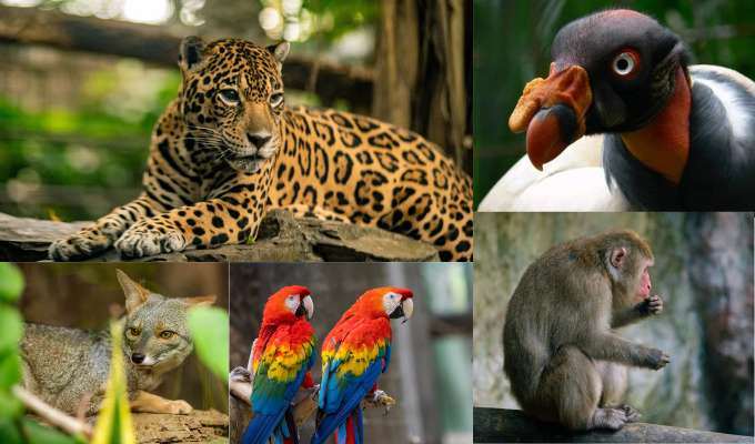 Zoológico El Pantanal: Un refugio salvaje a un paso de Guayaquil