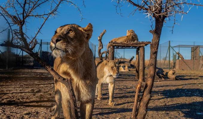 Animales temen más a humanos que a depredadores