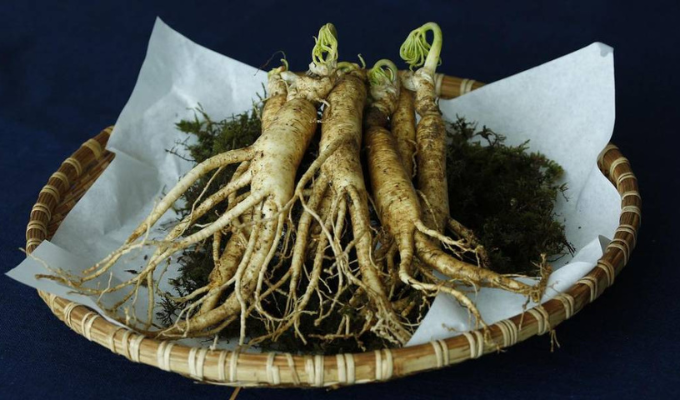 Descubre los increíbles beneficios de consumir Ginseng