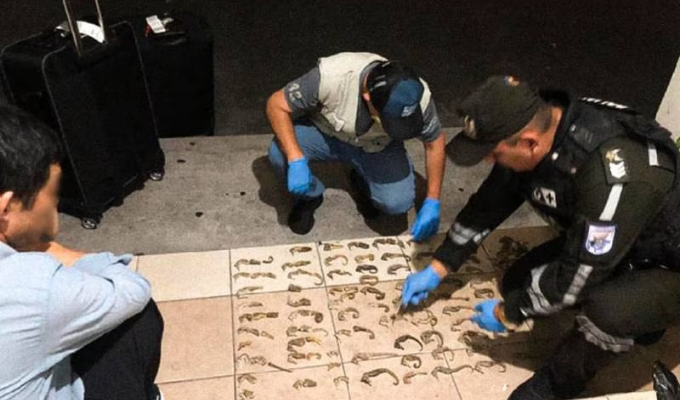 Escándalo en Guayaquil Extranjero Intenta Llevarse Especies Marinas
