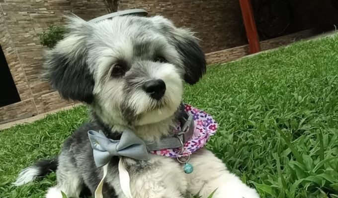Robo de Mascota Preocupa a la Comunidad en el Norte de Quito