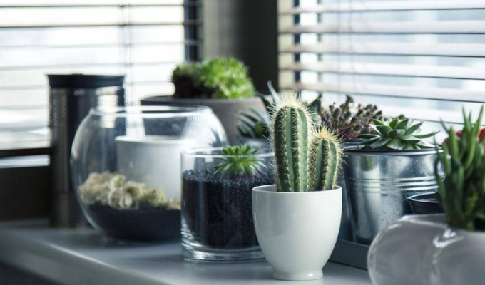 NASA: Las mejores plantas para limpiar el aire en tu hogar