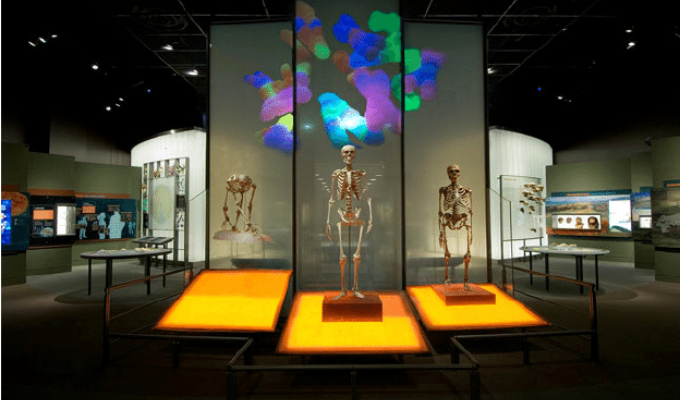 Museo de NY retira 12,000 restos humanos: ¡La ética prevalece!