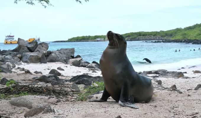 Proyecto insular: Salvaguardando la biodiversidad marina de Galápagos