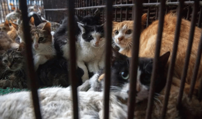 ¡Gatos salvados! Camión de horror interceptado en China