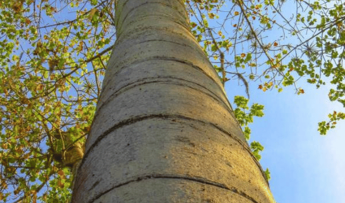 ¡Alerta, Ecuador! Gigantes pijíos del bosque en peligro