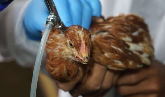 Ecuador controla brotes de influenza aviar