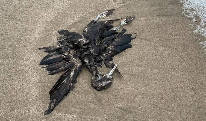 Aves marinas aparecen muertas en playas de Ecuador, Perú y Chile