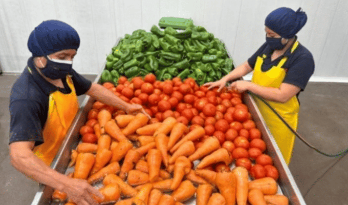 Productos OLÉ: Sabores auténticos del campo a tu mesa