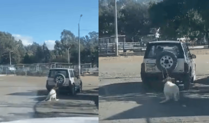 Maltrato Animal en Cuenca: Borrego Sufre al ser Arrastrado por auto.