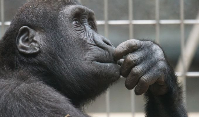 ADN de primates revela claves sobre humanos y enfermedades