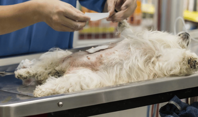 Bhután Vacuna y Esteriliza a Todos sus Perros Callejeros