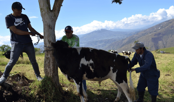 Gobierno de Tungurahua Impulsa Salud Animal con Tratamiento Innovador