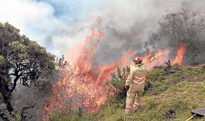 Emergencia en Cajas: Incendio Forestal Amenaza la Flora