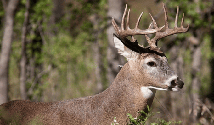 Venado de Cola Blanca en las Reservas Ecológicas Ecuatorianas