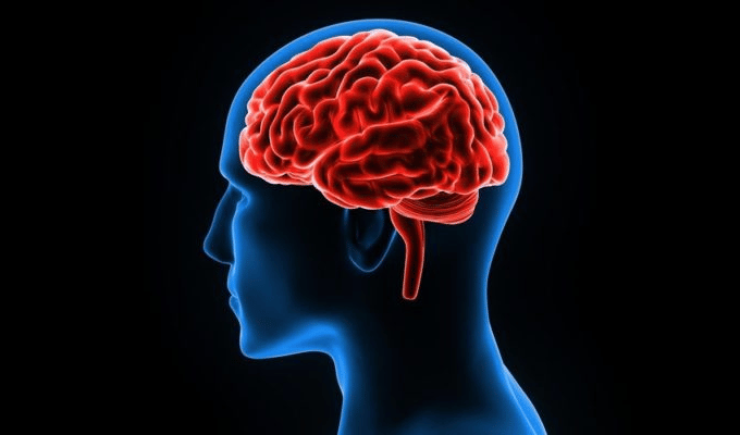 Comprendiendo los Cambios del Cerebro a partir de los 40 Años